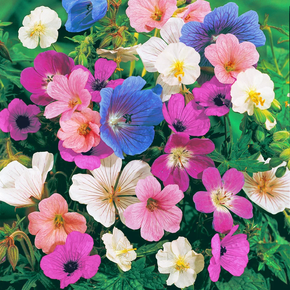 Hardy Geranium Mix