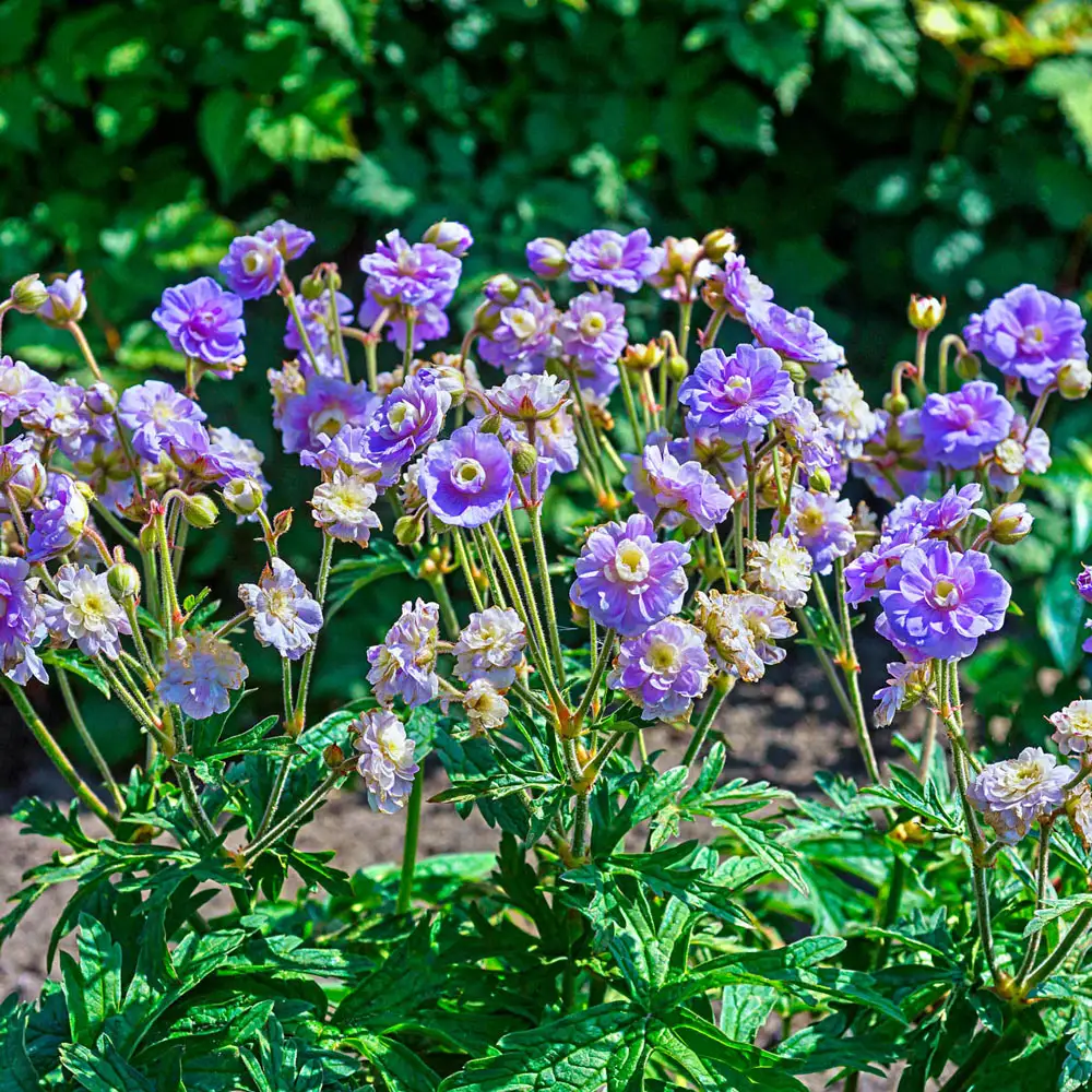 Hardy Geranium Summer Skies - Image 2