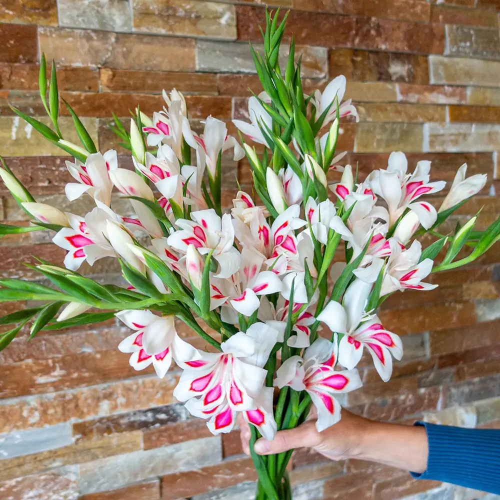 Hardy Gladiolus Elvira - Image 2