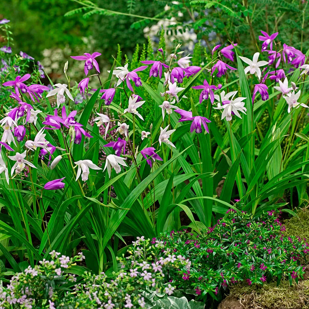 Hardy Ground Orchid Mix (Bletilla striata) - Image 3