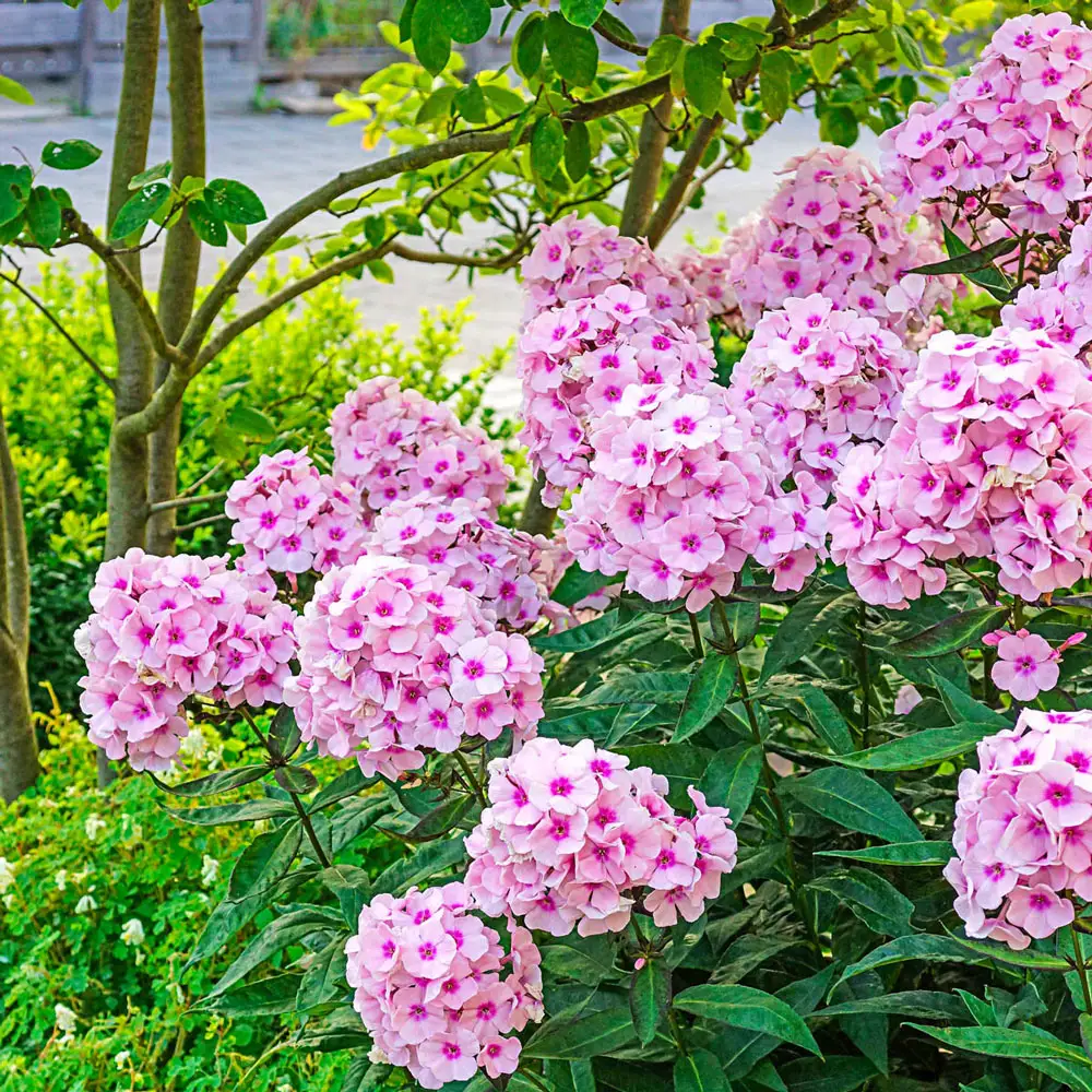 Hardy Tall Phlox Pink - Image 2
