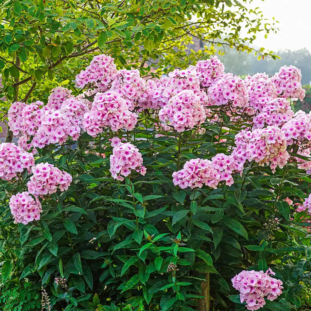 Hardy Tall Phlox Pink - Image 3