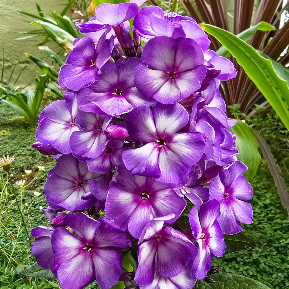 Hardy Tall Phlox Sweet summer Purple Bicolor - Image 2