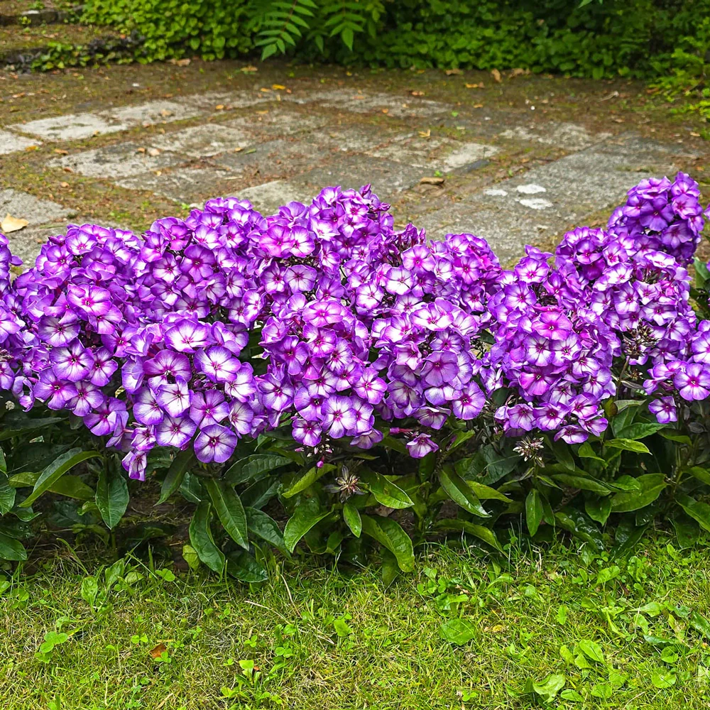 Hardy Tall Phlox Sweet summer Purple Bicolor - Image 3