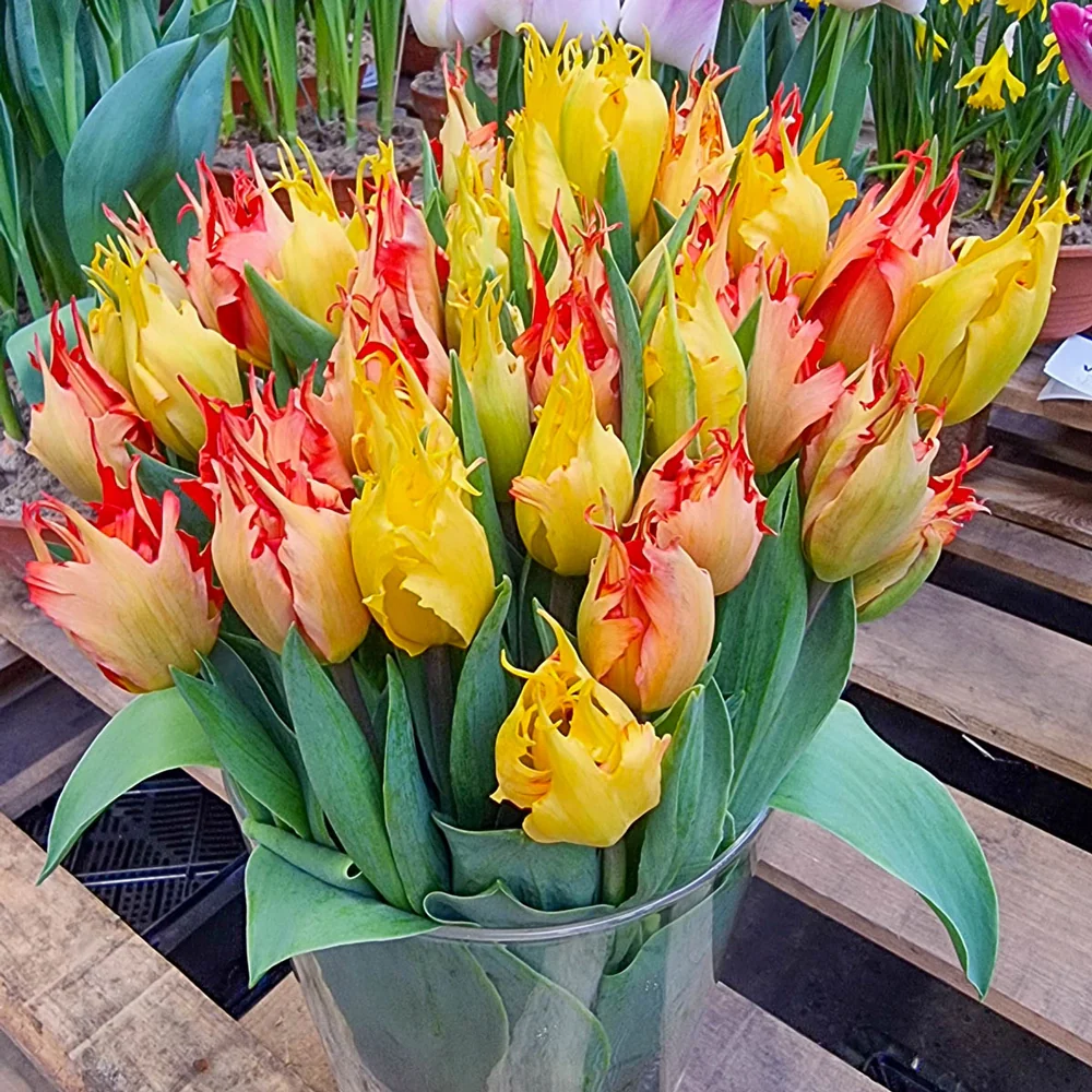 Hearts a'Fire Tulip Duet - Image 2