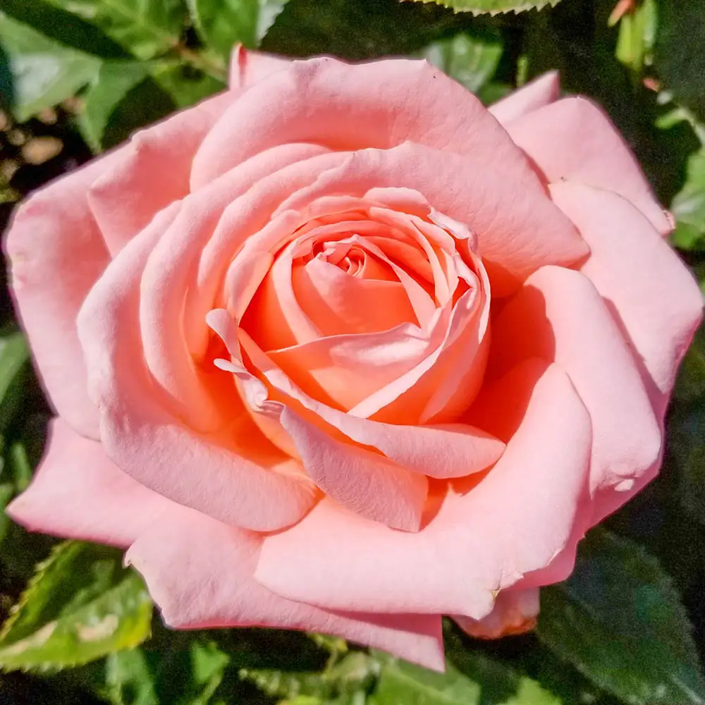 Heavenly Scented<sup>™</sup> Hybrid Tea Rose
