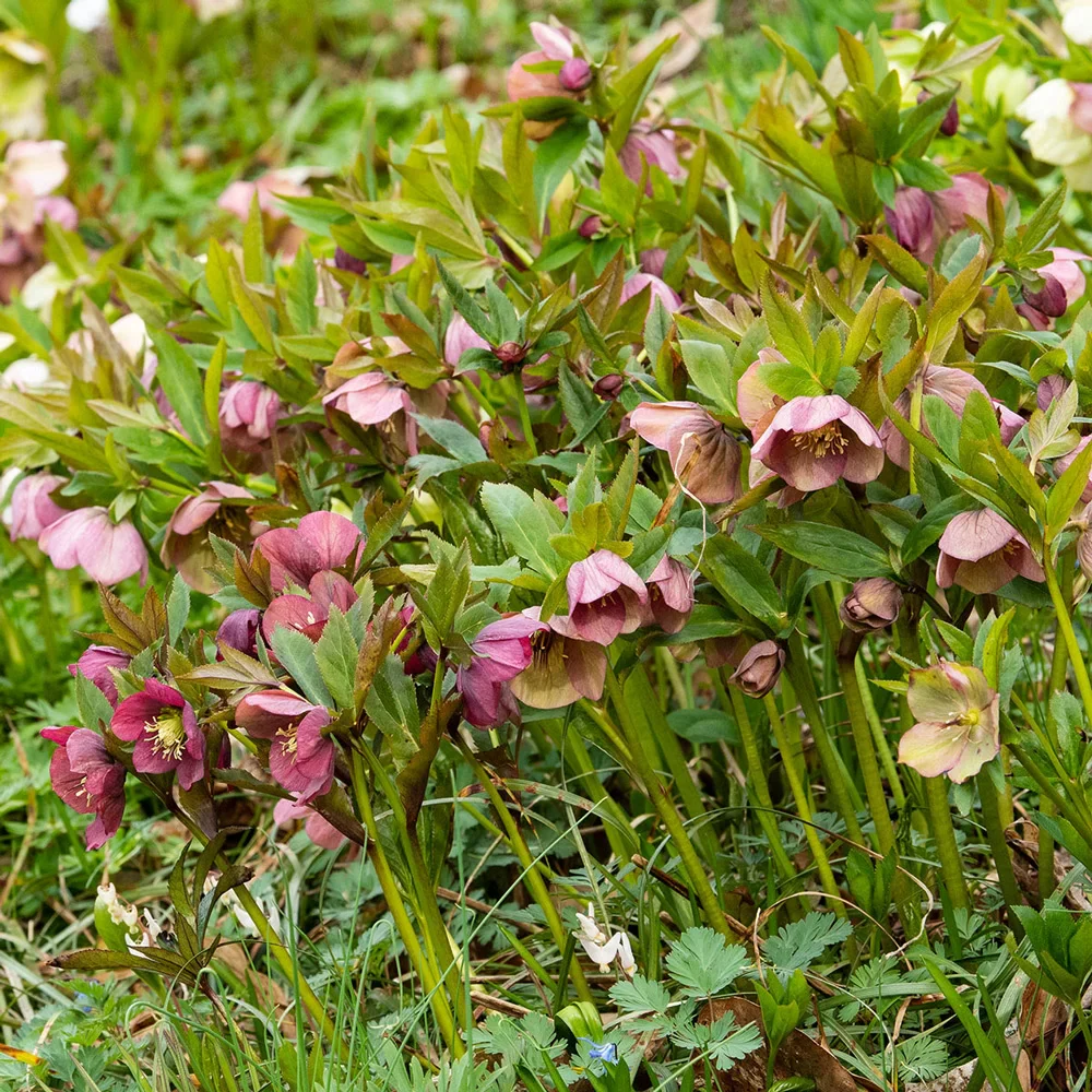 Mixed Hellebores (Helleborus orientalis Mix) - Image 2