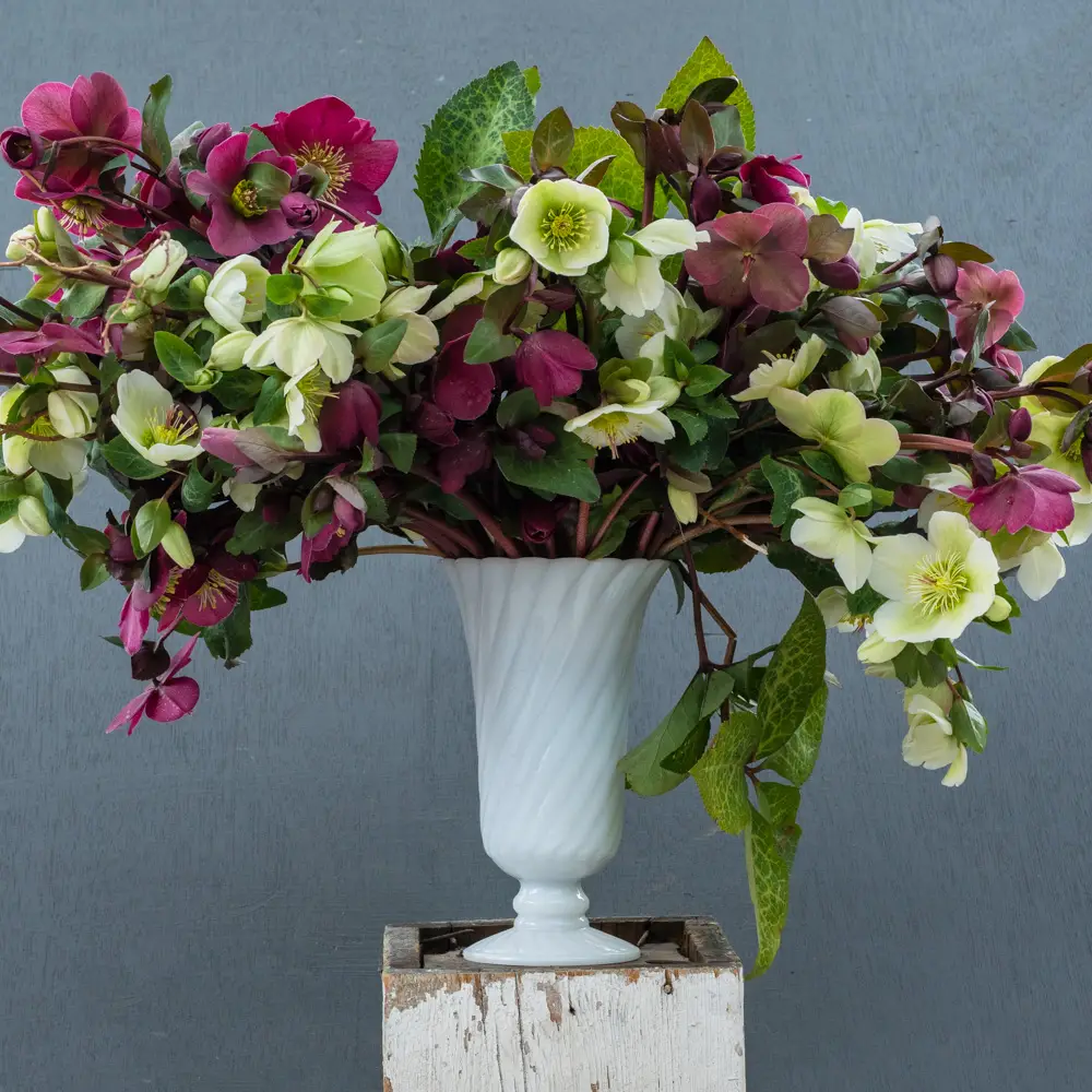 Mixed Hellebores (Helleborus orientalis Mix) - Image 5