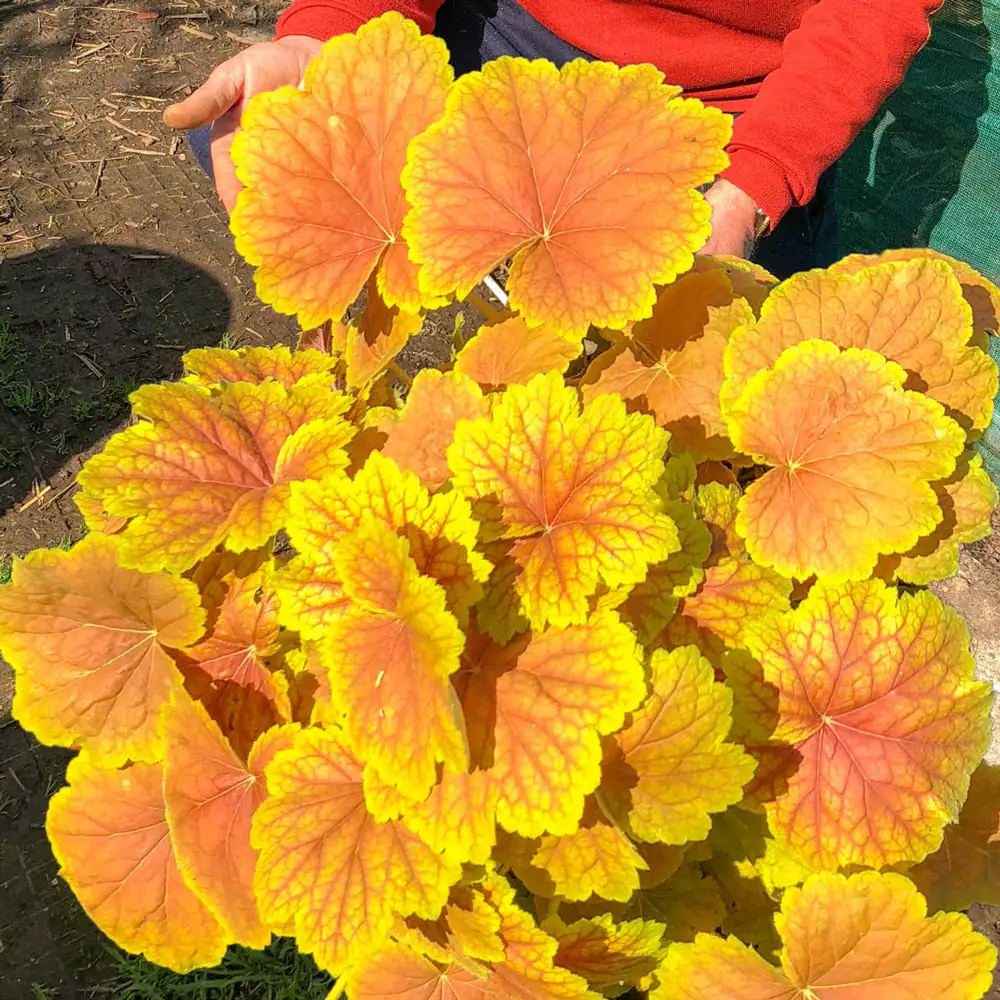 Heuchera High Hopes