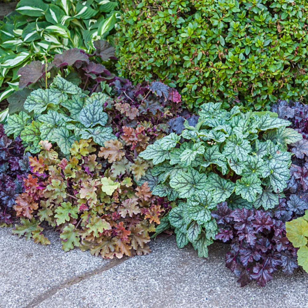 Heuchera Mix - Image 2