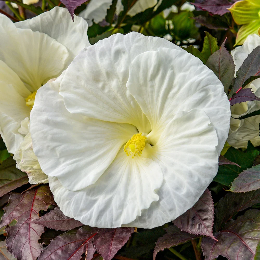 Hibiscus Cookies and Cream - Image 2