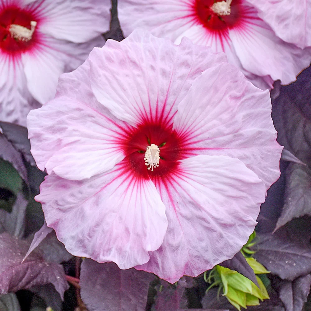 Hibiscus Dark Mystery - Image 2