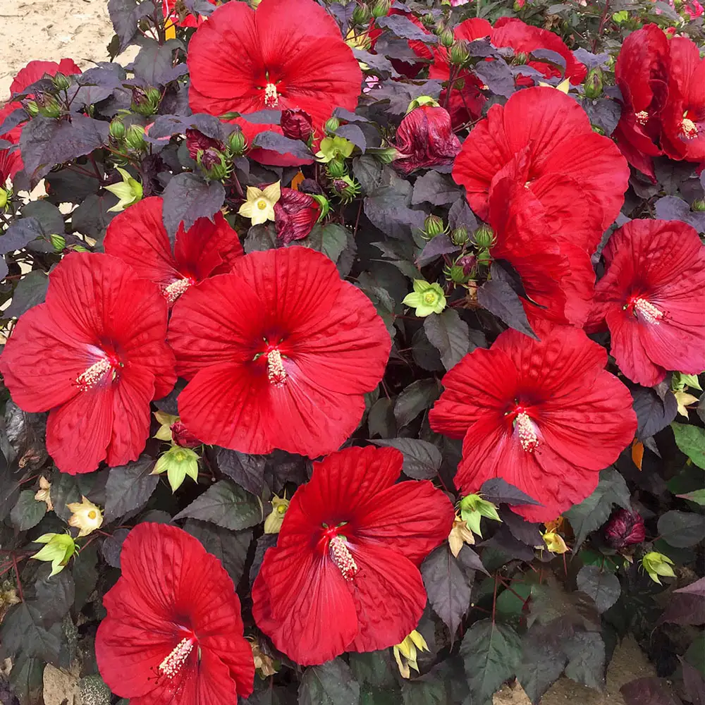 Hibiscus Holy Grail - Image 2