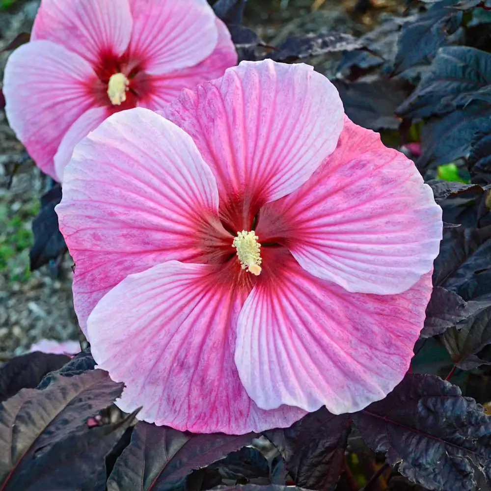 Hibiscus Starry Starry Night - Image 2