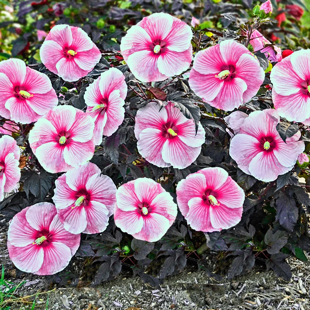 Hibiscus Starry Starry Night - Image 5