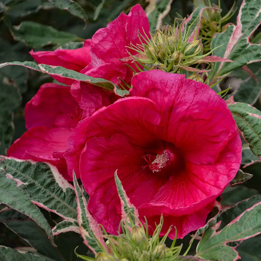 Hibiscus Summer Carnival - Image 3