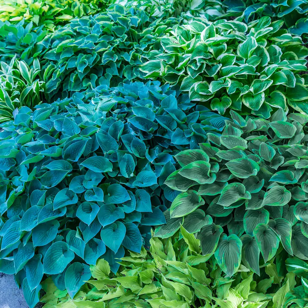 Hosta Mixture - Image 7