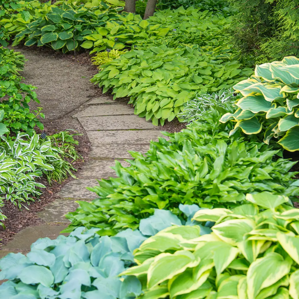Hosta Mixture - Image 9