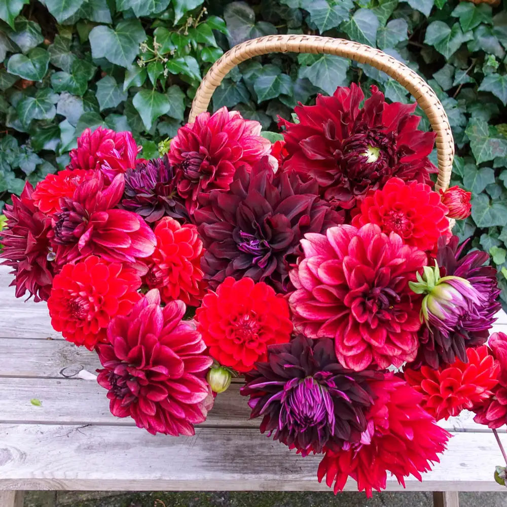 Hot Cha Cha Dahlia Blend