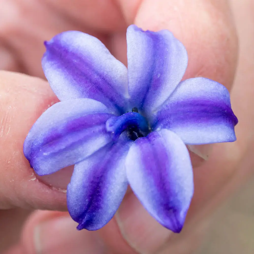 Hyacinth Aqua - Image 2