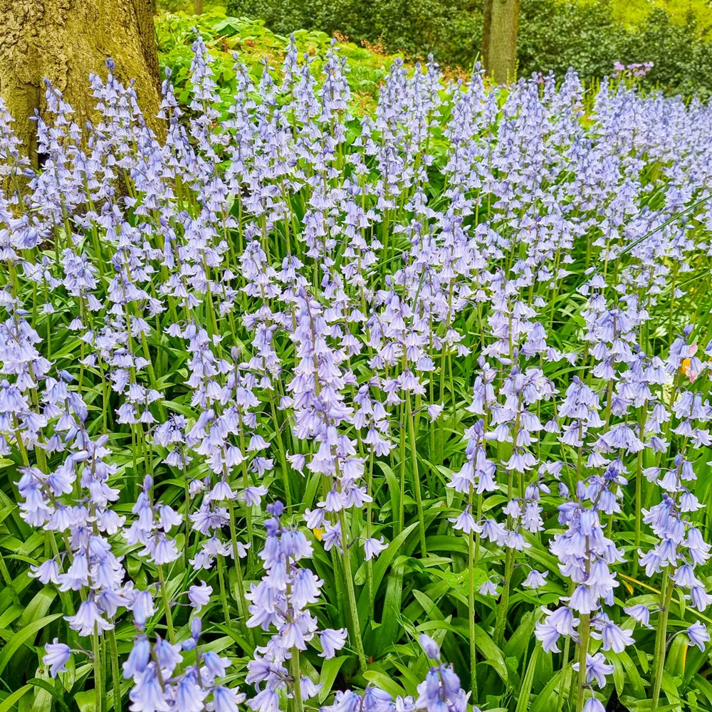 Hyacinthoides hispanica Excelsior - Image 3