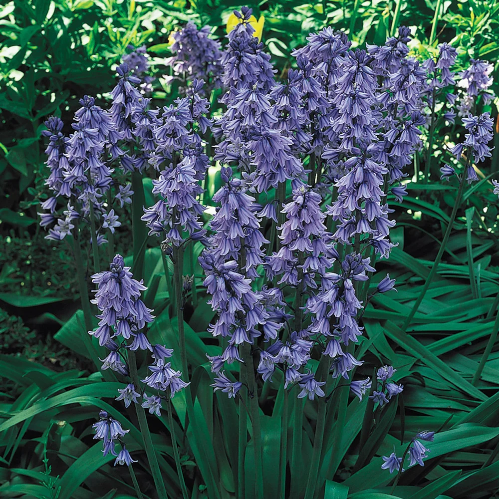 Hyacinthoides hispanica Excelsior - Image 7