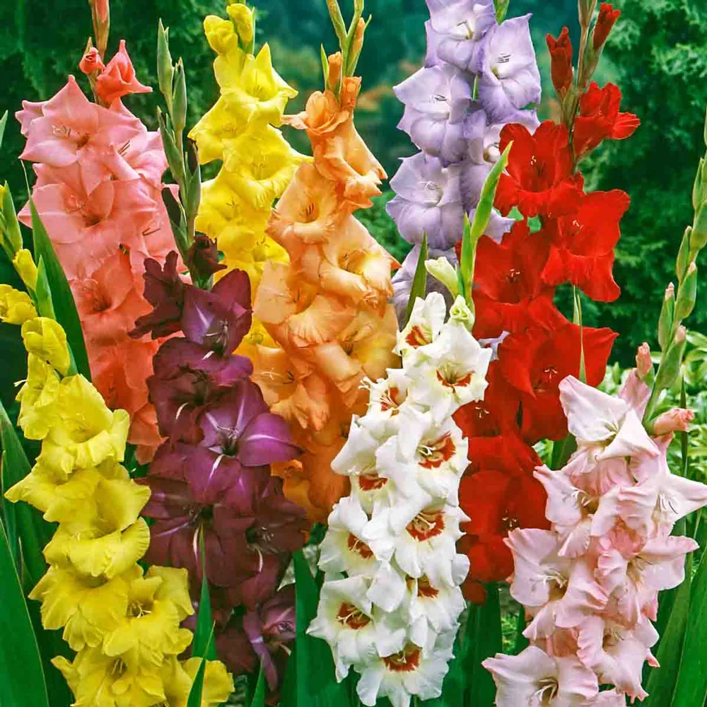 Hybrid Gladiolus Mixture - Image 4