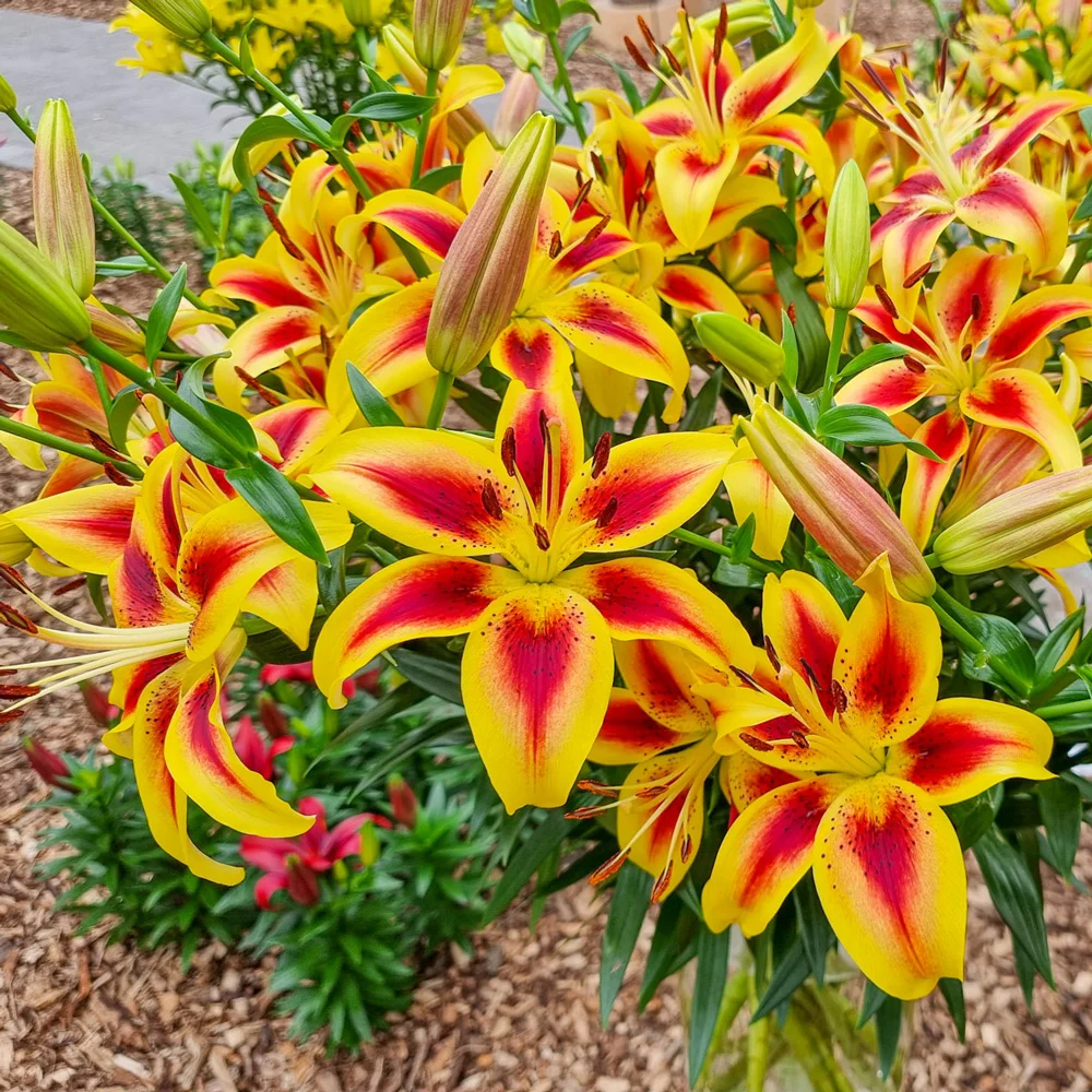 Hybrid Lily Viva La Vida - Image 4