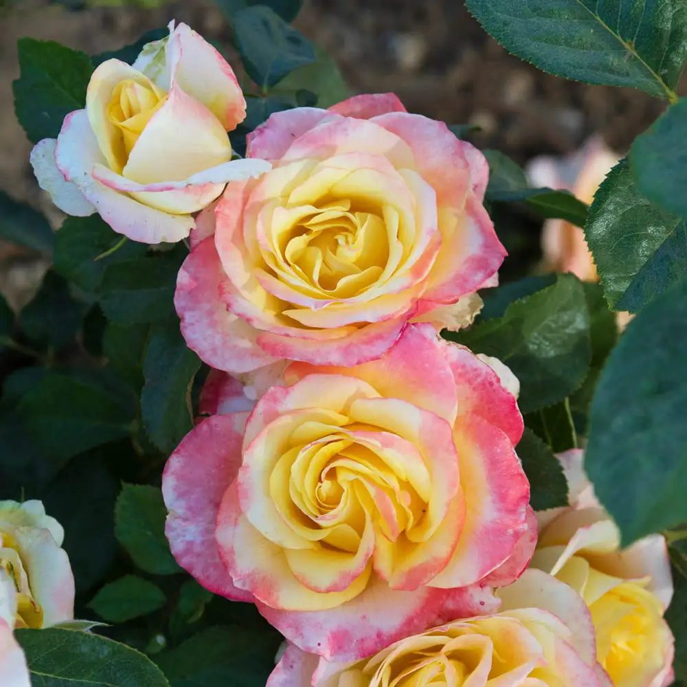 Hybrid Tea Rose Make Me Blush™ - Image 4