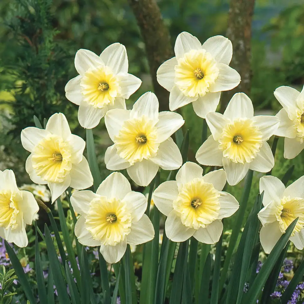 Large Cupped Daffodil Ice Follies - Image 2