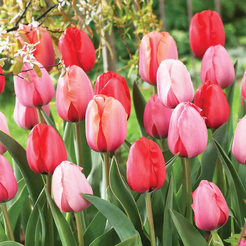 Darwin Hybrid Impression Tulip Mix