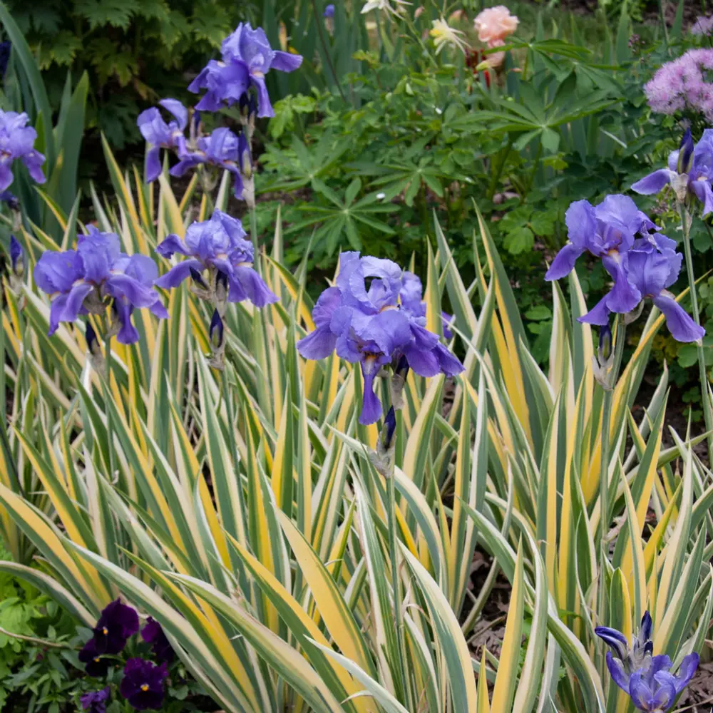 Iris pallida Variegata Gold - Image 3