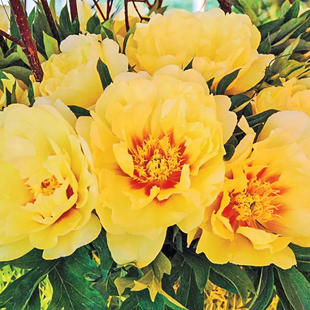 Itoh Peony Bartzella - Image 4