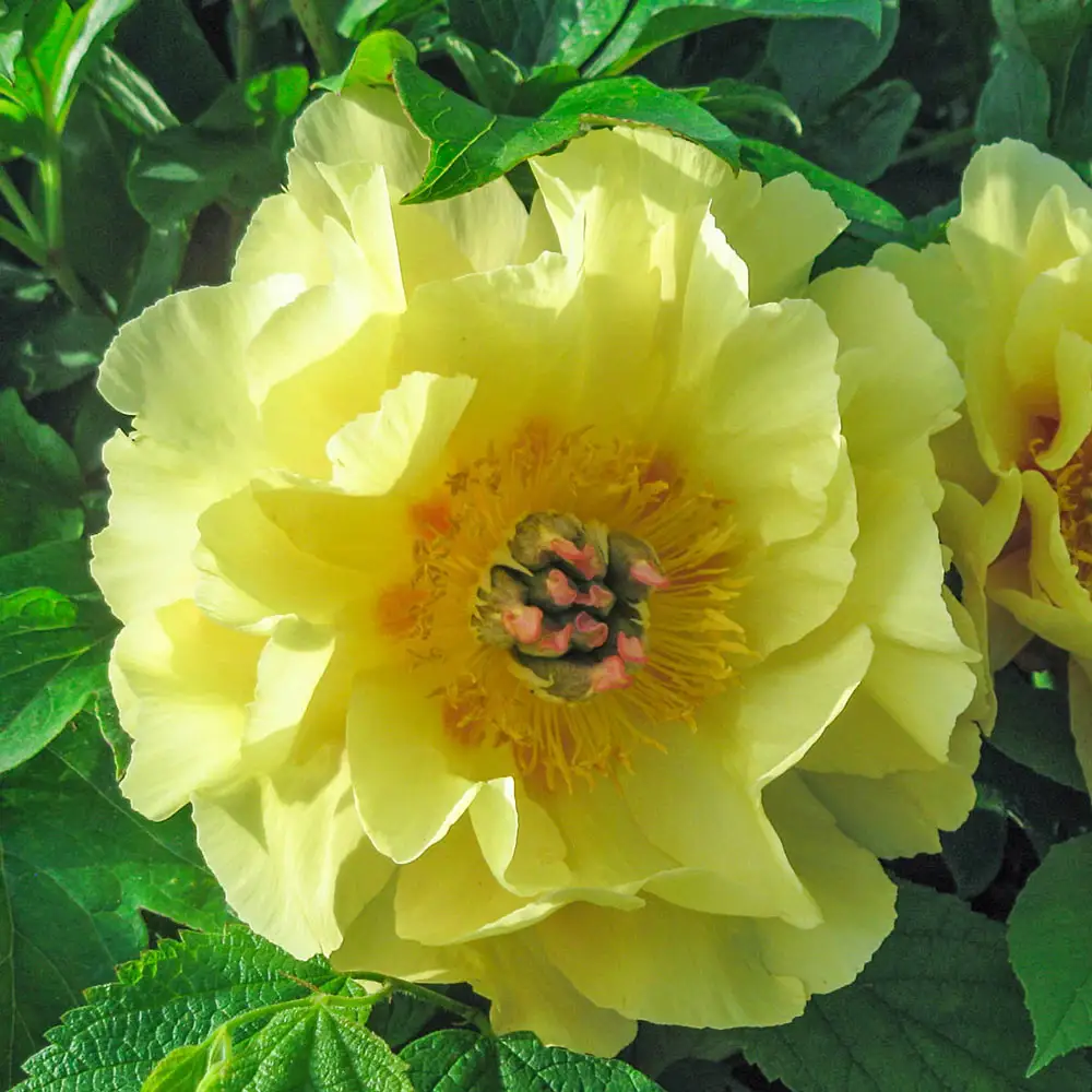 Itoh Peony Garden Treasure - Image 3