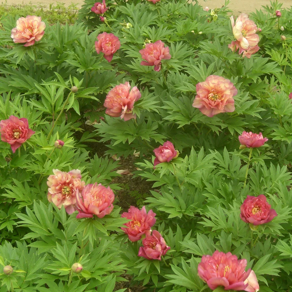 Itoh Peony Julia Rose - Image 4