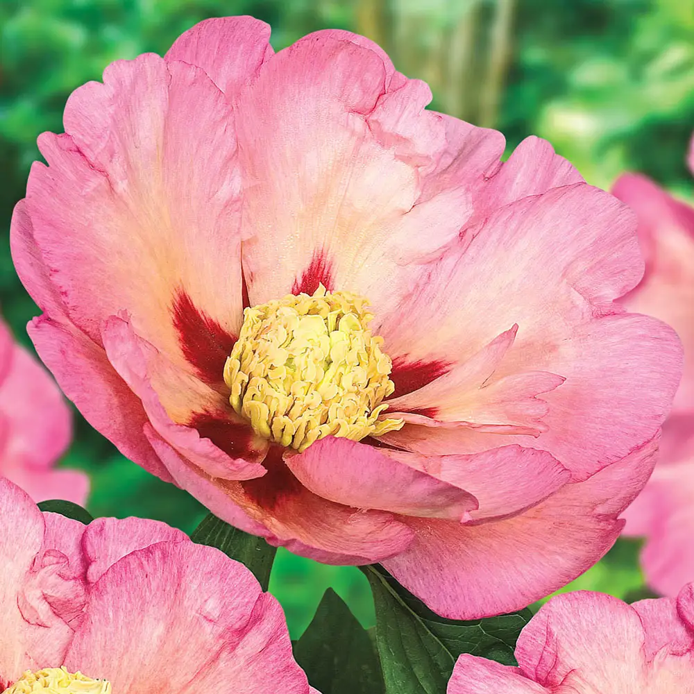 Itoh Peony Kopper Kettle - Image 3
