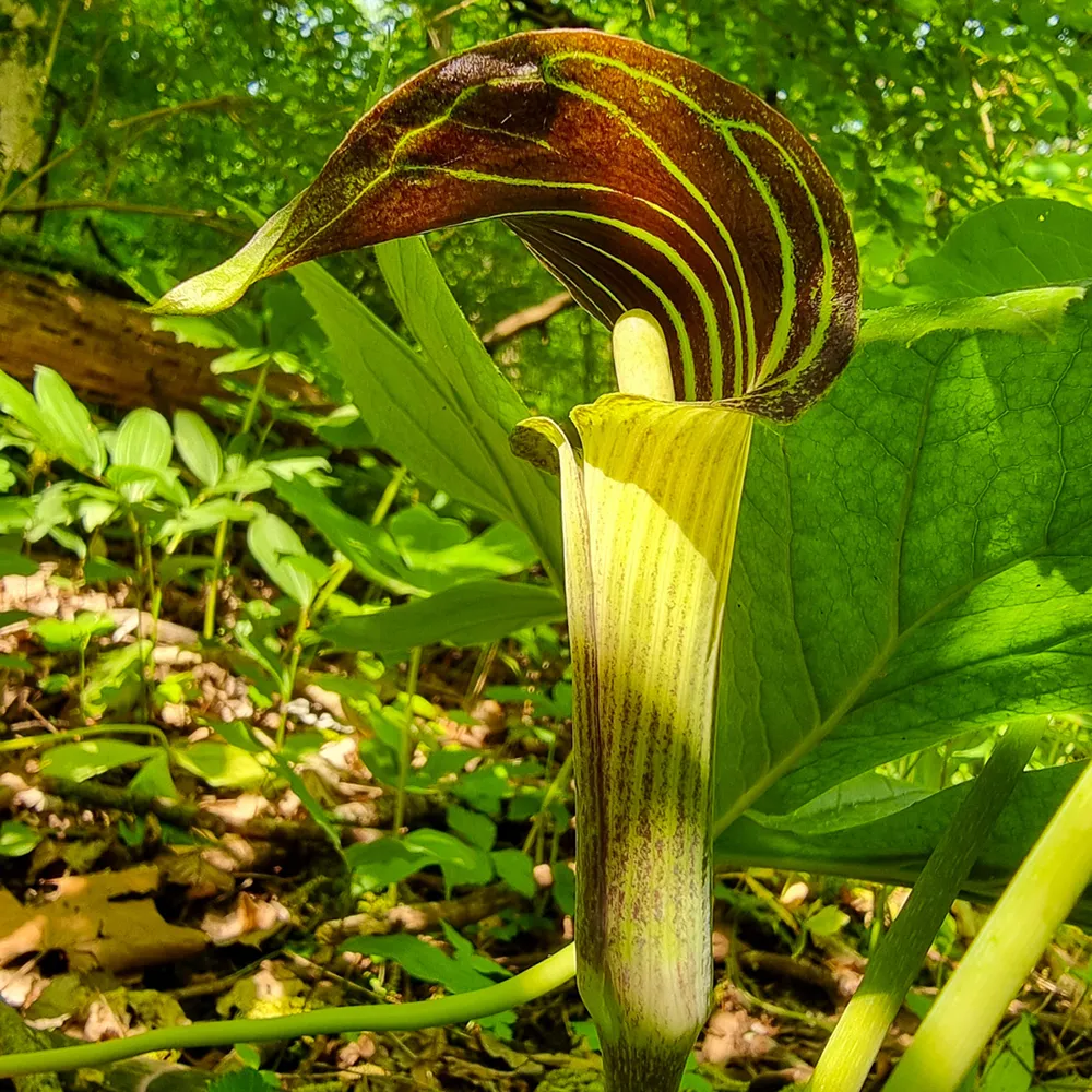 Jack in the Pulpit - Image 2