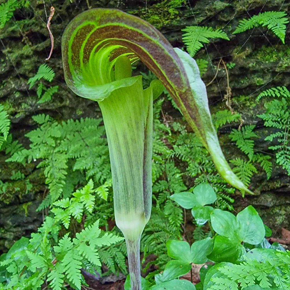 Jack in the Pulpit - Image 3