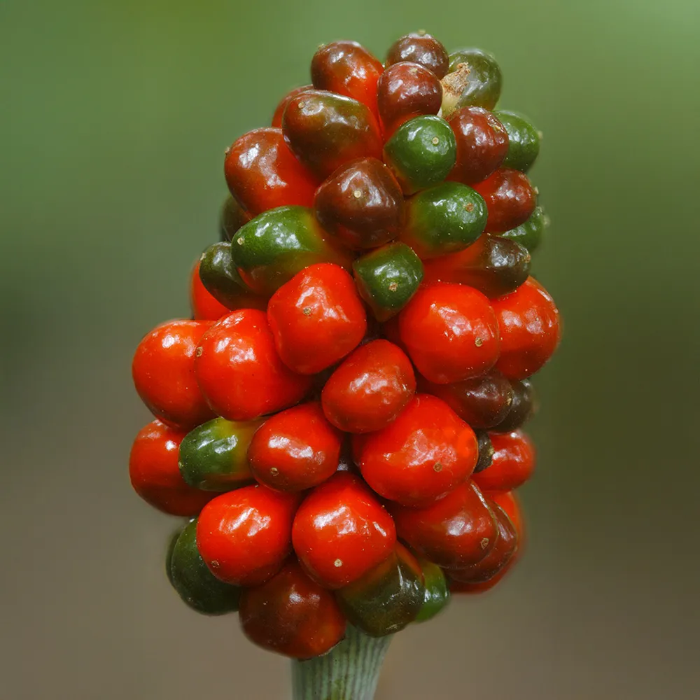 Jack in the Pulpit - Image 4