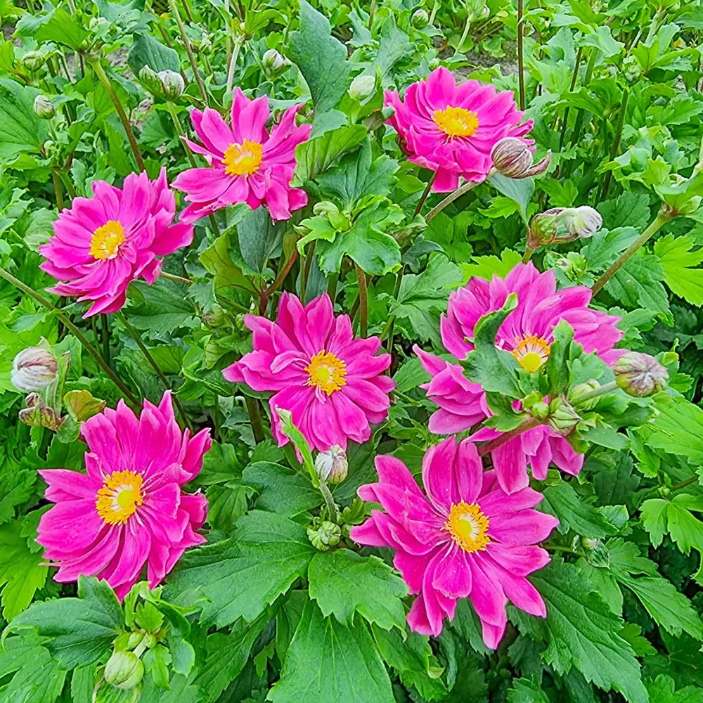 Japanese Anemone Bressingham Glow