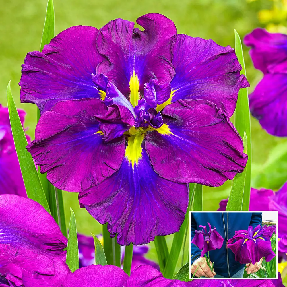 Japanese Iris Blueberry Pie
