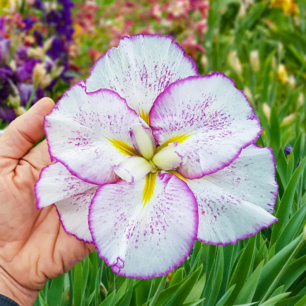 Japanese Iris Tiramisu