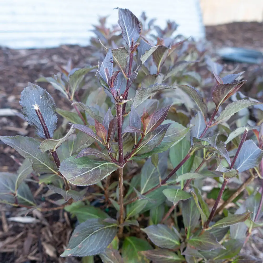 Java Red Weigela - Image 2