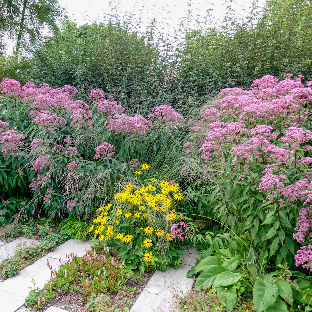 Joe-Pye Weed Big Umbrella - Image 2