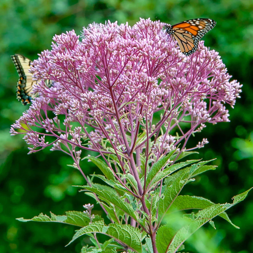 Joe-Pye Weed Big Umbrella - Image 3