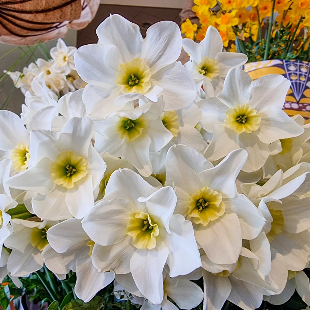 Jonquilla Daffodil Lieke - Image 2