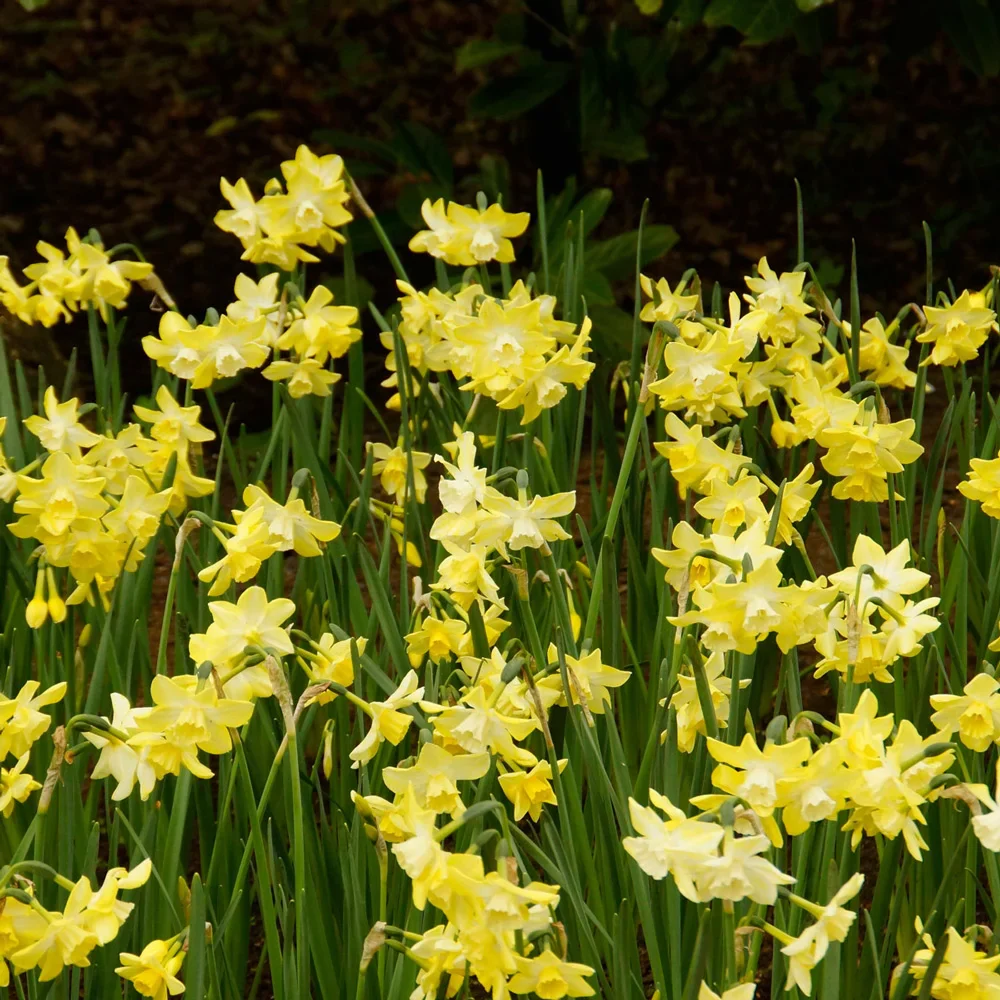 Fragrant Jonquil Daffodil Pipit - Image 2