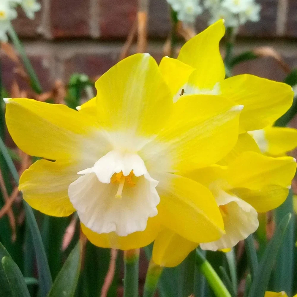 Fragrant Jonquil Daffodil Pipit - Image 3