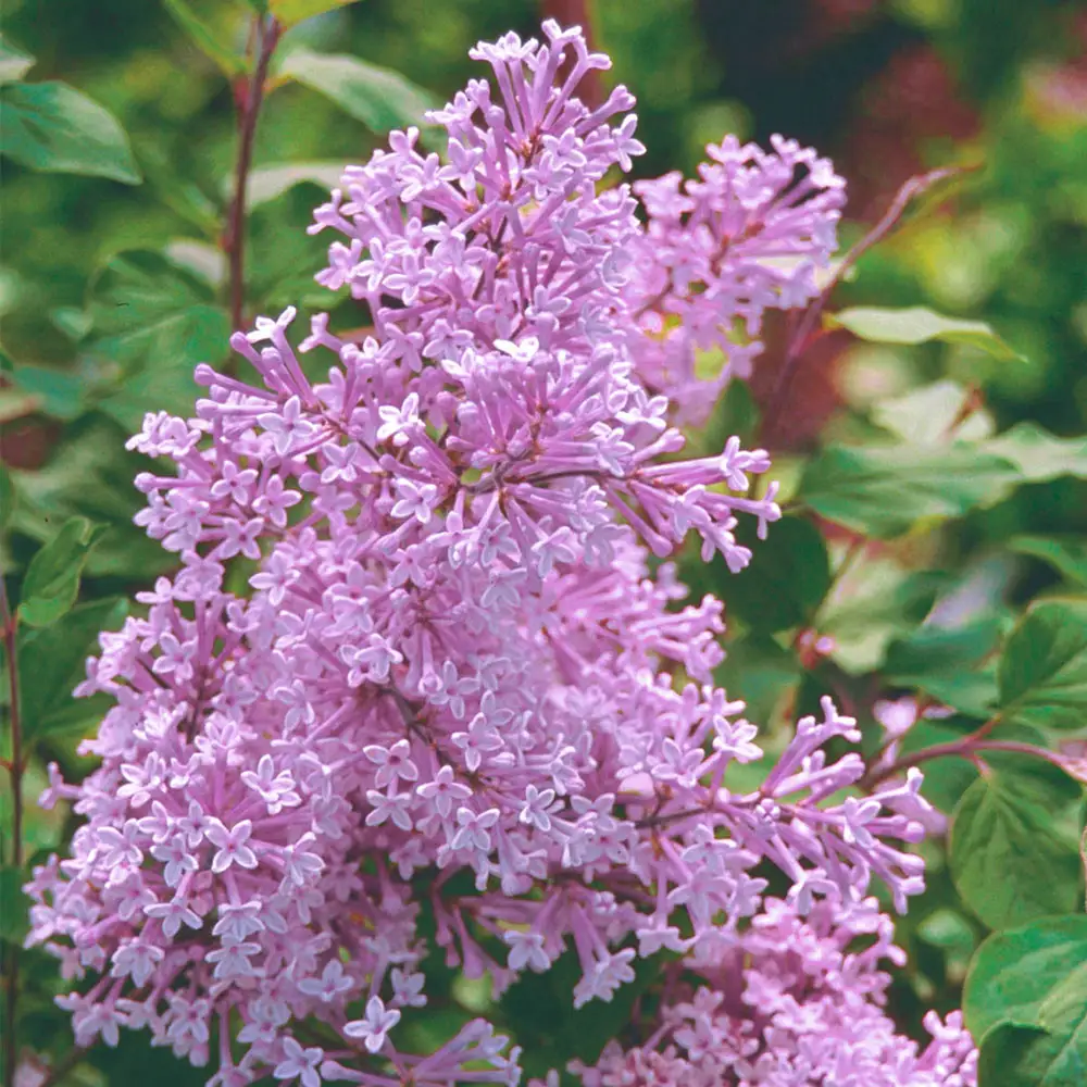 Josee Reblooming Lilac Hedge - Image 2
