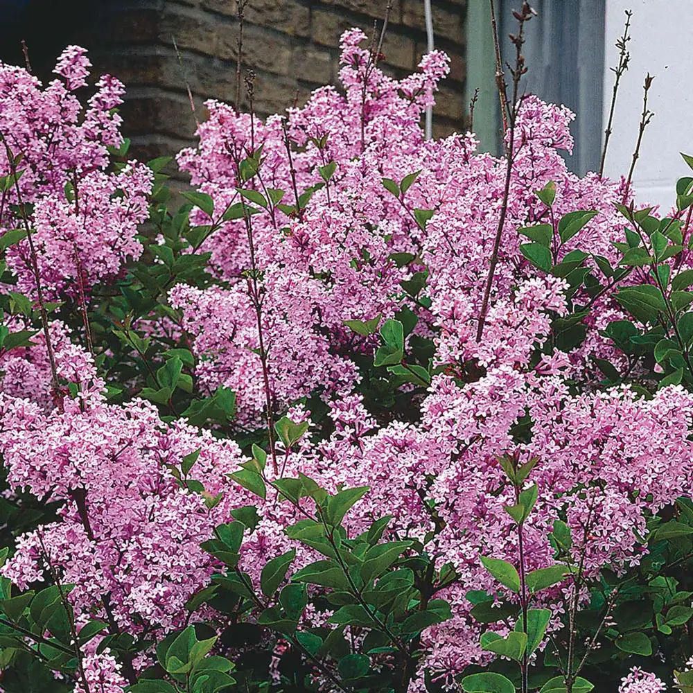 Josee Reblooming Lilac Hedge - Image 3